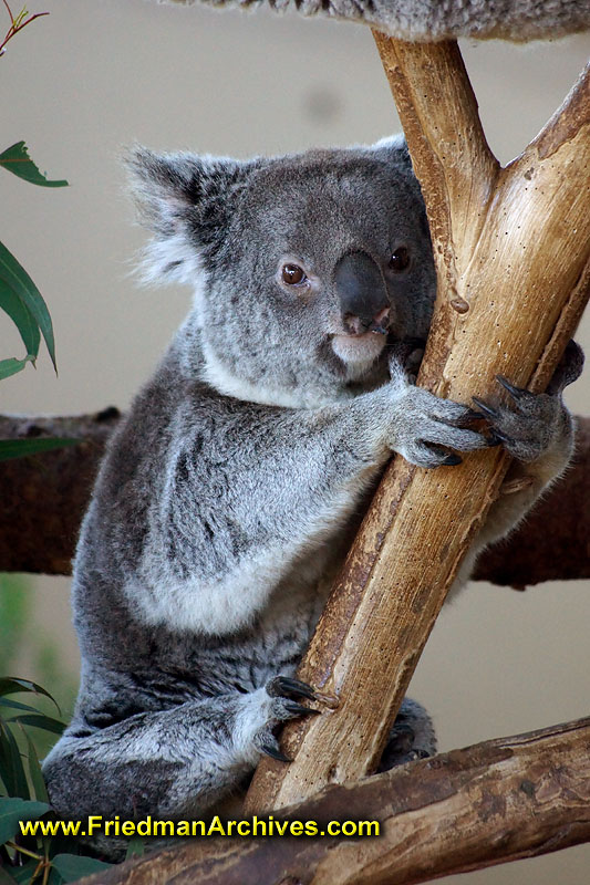 animal,australia,quantus,koala,tree,icon,